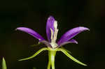 Florida bellflower